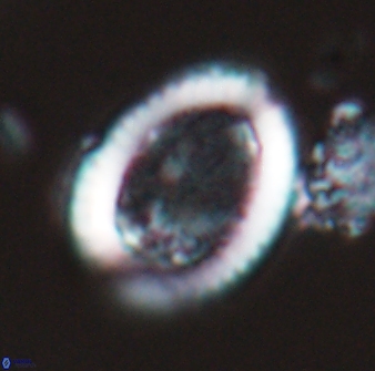 Falklandicus reticulatus 16609