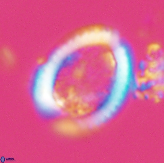 Falklandicus reticulatus 16610