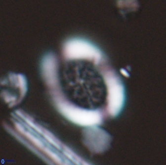 Falklandicus reticulatus 16671