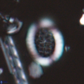 Falklandicus reticulatus 16673