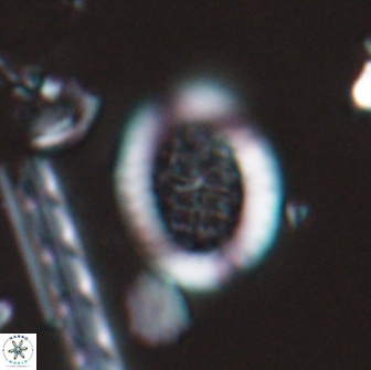 Falklandicus reticulatus 16673