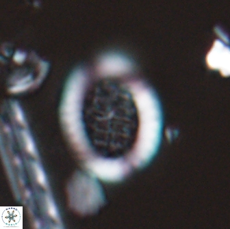 Falklandicus reticulatus 16675