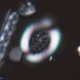 Falklandicus reticulatus 16676