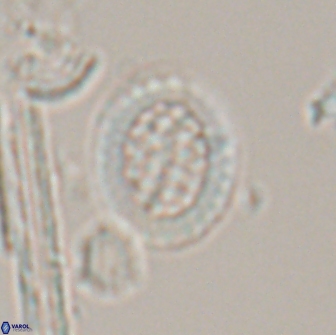 Falklandicus reticulatus 16678