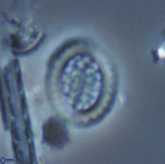 Falklandicus reticulatus 16679