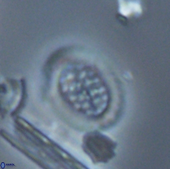 Falklandicus reticulatus 16680