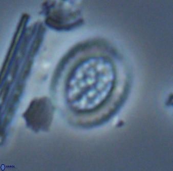 Falklandicus reticulatus 16681