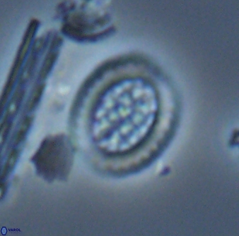 Falklandicus reticulatus 16682