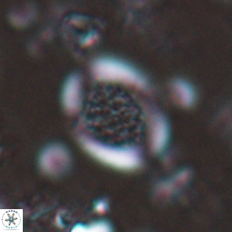 Falklandicus reticulatus 16160