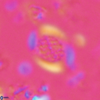 Falklandicus reticulatus 16161