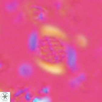Falklandicus reticulatus 16161