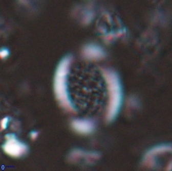 Falklandicus reticulatus 16162