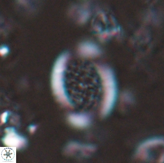 Falklandicus reticulatus 16162