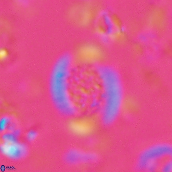 Falklandicus reticulatus 16163