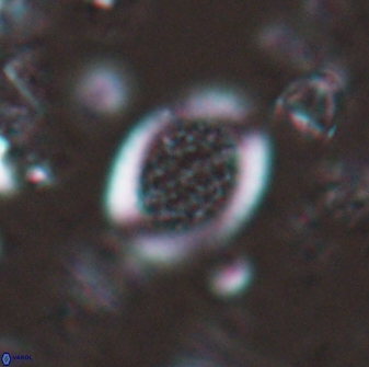 Falklandicus reticulatus 16164