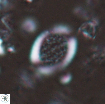 Falklandicus reticulatus 16164