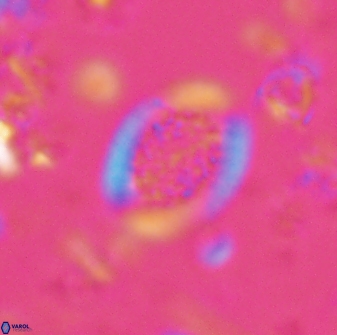 Falklandicus reticulatus 16165