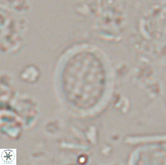 Falklandicus reticulatus 16166