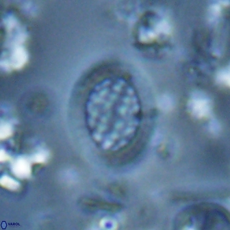 Falklandicus reticulatus 16167