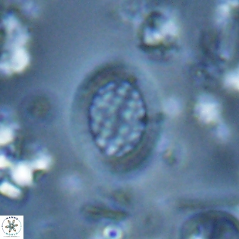Falklandicus reticulatus 16167