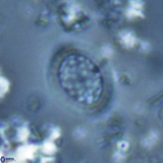 Falklandicus reticulatus 16168