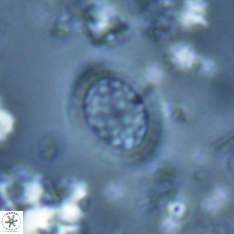 Falklandicus reticulatus 16168