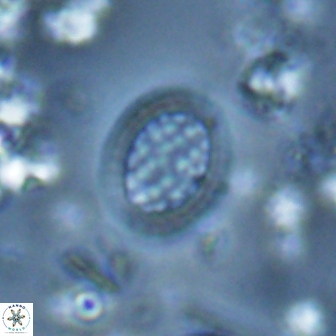 Falklandicus reticulatus 16169