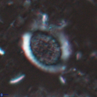 Falklandicus reticulatus 16193