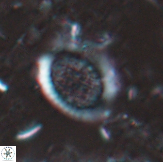 Falklandicus reticulatus 16193