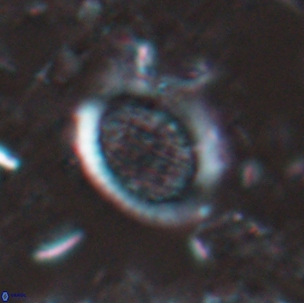 Falklandicus reticulatus 16194