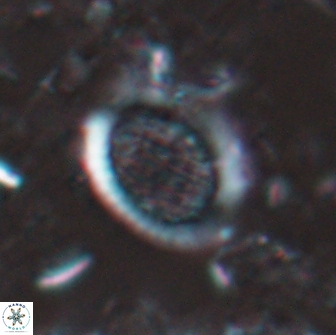 Falklandicus reticulatus 16194