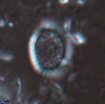 Falklandicus reticulatus 16196