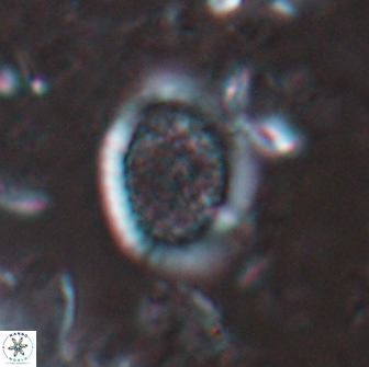 Falklandicus reticulatus 16196