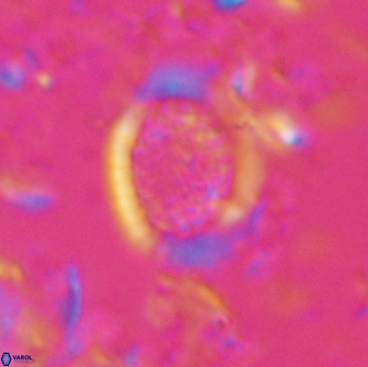 Falklandicus reticulatus 16197