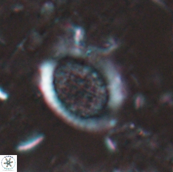Falklandicus reticulatus 16198