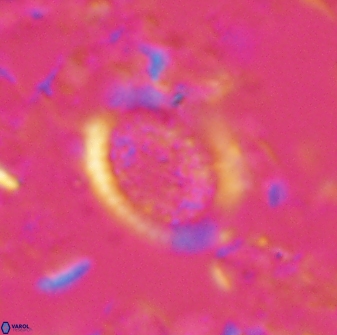 Falklandicus reticulatus 16199