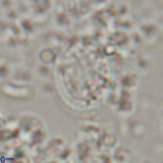 Falklandicus reticulatus 16200