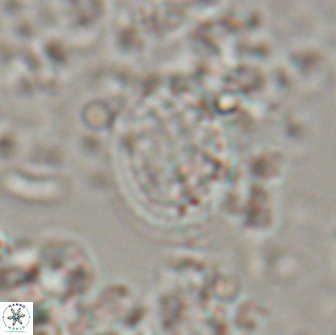 Falklandicus reticulatus 16200
