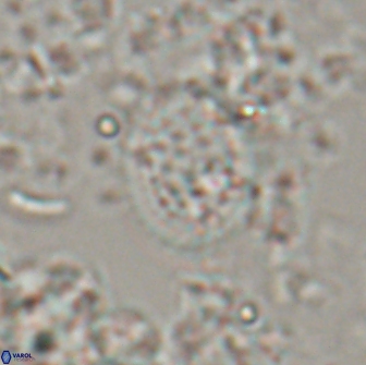 Falklandicus reticulatus 16201