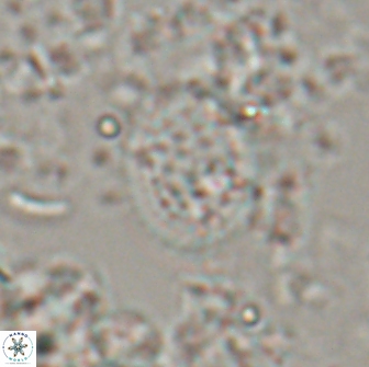 Falklandicus reticulatus 16201