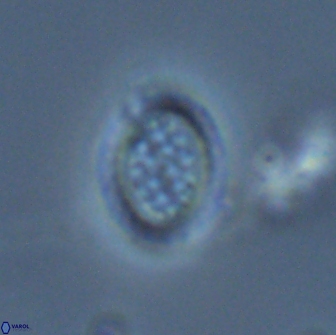 Falklandicus reticulatus 18083