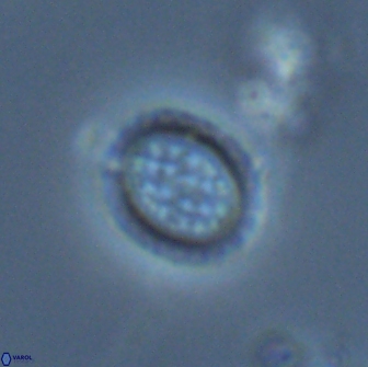 Falklandicus reticulatus 18084