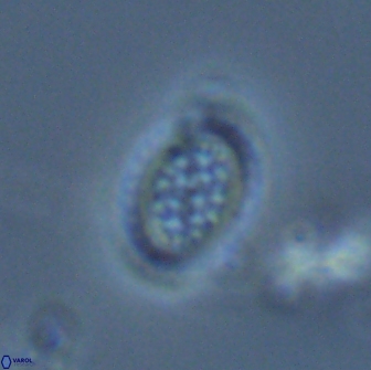 Falklandicus reticulatus 18085