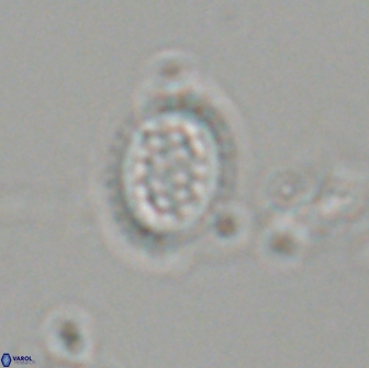 Falklandicus reticulatus 18086