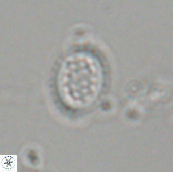 Falklandicus reticulatus 18086