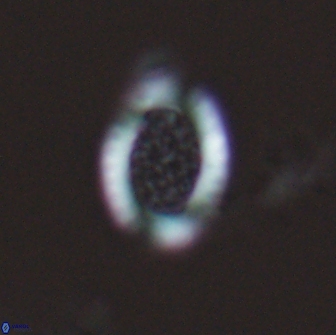 Falklandicus reticulatus 18087