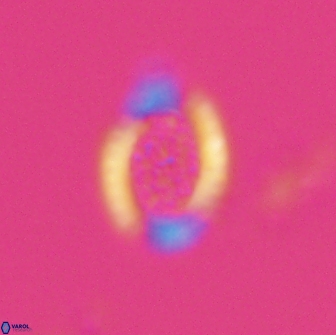 Falklandicus reticulatus 18088