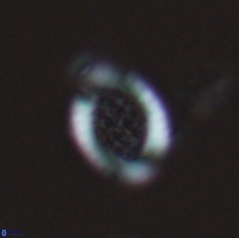 Falklandicus reticulatus 18090