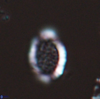 Falklandicus reticulatus 18388