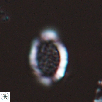 Falklandicus reticulatus 18388